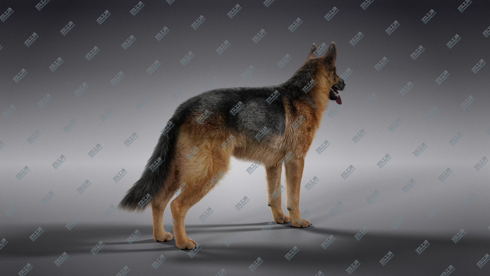 images/goods_img/202105074/German Shepherd model/5.jpg